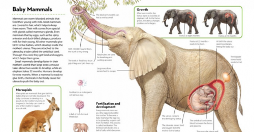 How It Works: Animals